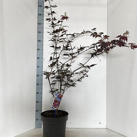 Acer pal. 'Trompenburg' Pot 10 liter 60 - 70 cm