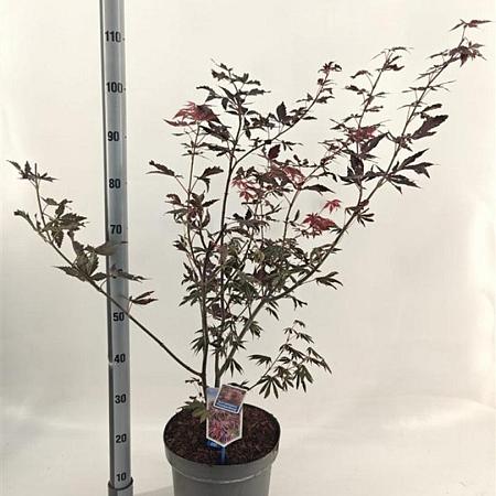 Acer pal. 'Trompenburg' Pot 10 liter 60 - 70 cm