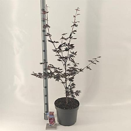 Acer pal. 'Trompenburg' Pot 10 liter 60 - 70 cm