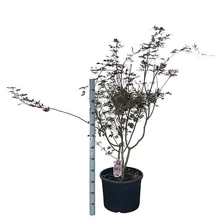 Acer pal. 'Trompenburg' Pot 35 liter 90 - 100 cm