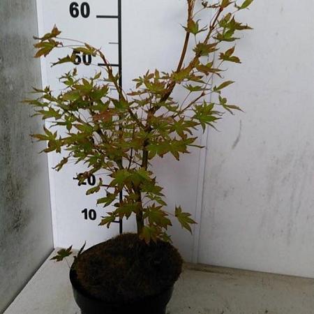 Acer pal. 'Tsumagaki' Pot 3 Liter 40 - 50 cm