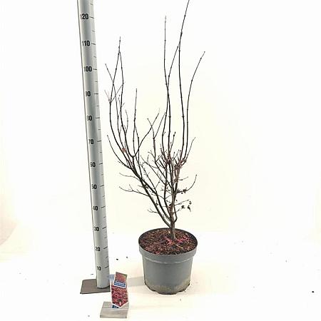 Acer pal. 'Twombly's Red Sentinel' Pot 10 liter 80 - 100 cm