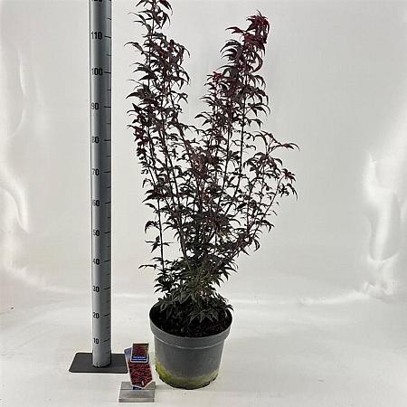 Acer pal. 'Twombly's Red Sentinel' Pot 10 liter 80 - 100 cm