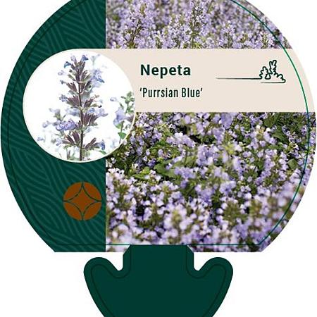 Nepeta 'Purssian Blue' Pot 9 cm