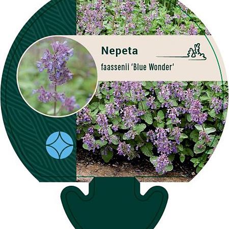 Nepeta faassenii 'Blue Wonder' Pot 9 cm