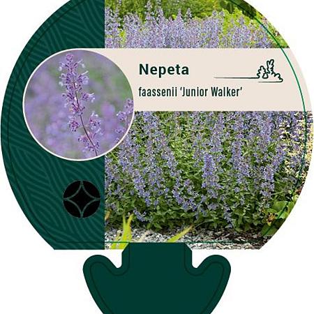 Nepeta faassenii 'Junior Walker' Pot 9 cm