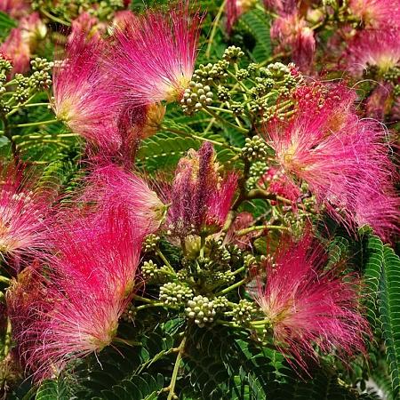 Albizia julibr. 'Evi's Pride' Pot 10 liter Stam 120 cm