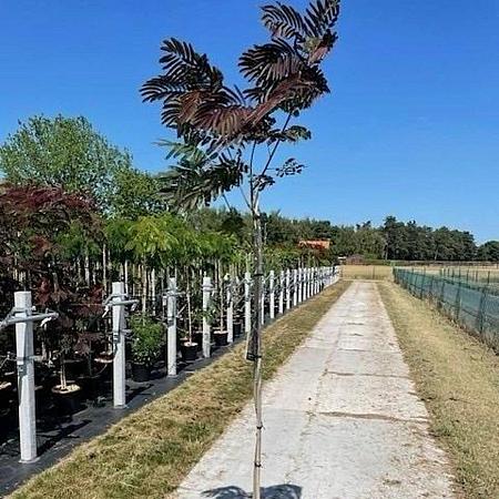 Albizia julibr. 'Evi's Pride' C12 stam 150 cm