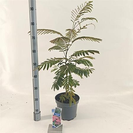 Albizia julibr. Ombrella Pot 5 Liter 50 - 60 cm