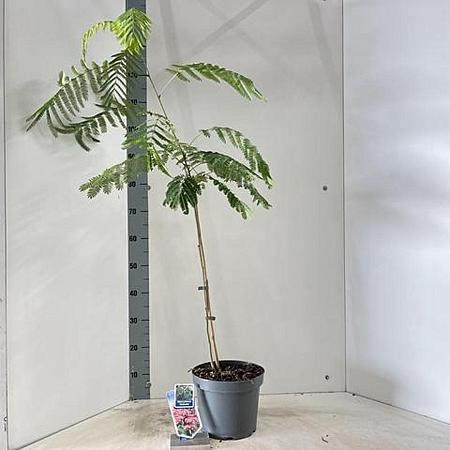 Albizia julibr. Ombrella Pot 5 Liter 50 - 60 cm