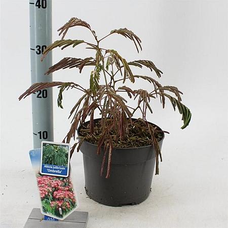 Albizia julibr. Ombrella Pot 3 Liter 70 - 80 cm