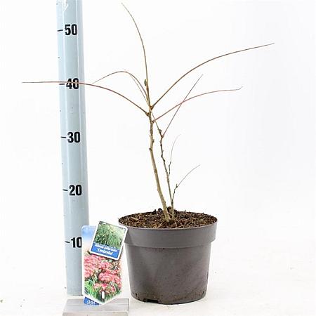 Albizia julibr. Ombrella Pot 3 Liter 70 - 80 cm