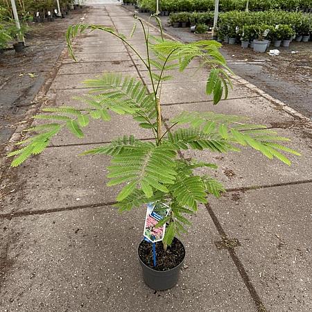 Albizia julibr. Ombrella Pot 3 Liter 70 - 80 cm