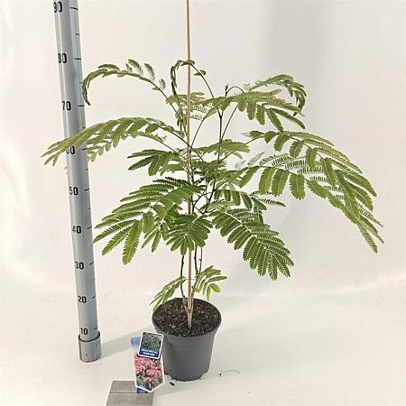 Albizia julibr. Ombrella Pot 3 Liter 70 - 80 cm