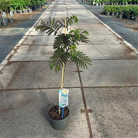 Albizia julibr. 'Summer Chocolate' Pot 3 Liter 70 - 80 cm