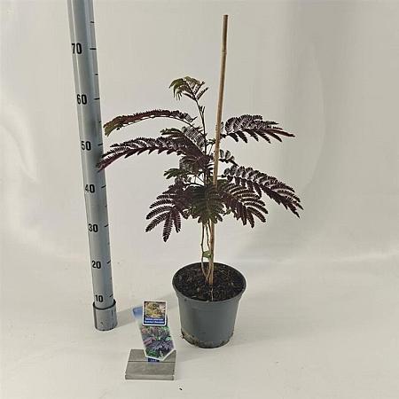 Albizia julibr. 'Summer Chocolate' Pot 3 Liter 70 - 80 cm