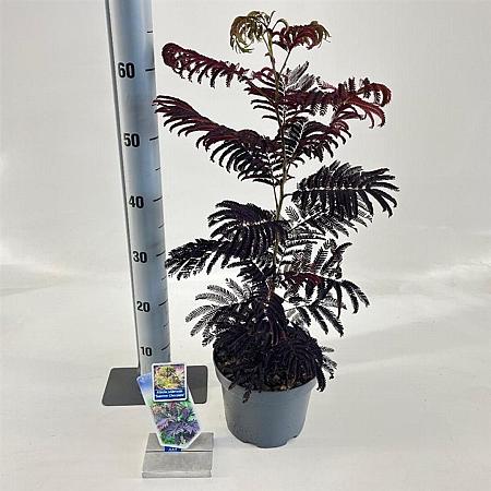 Albizia julibr. 'Summer Chocolate' Pot 3 Liter 70 - 80 cm