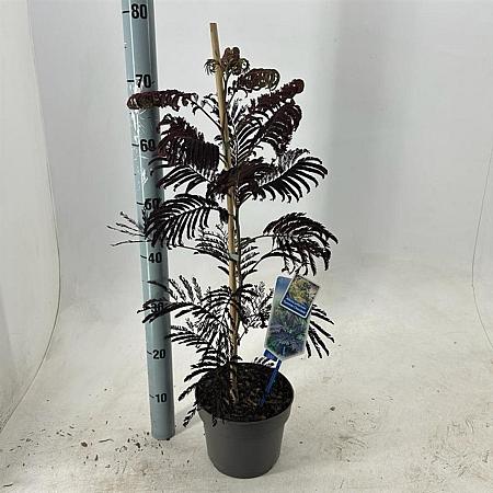 Albizia julibr. 'Summer Chocolate' Pot 3 Liter 70 - 80 cm