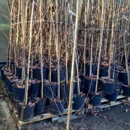 Amelanchier lamarckii Pot 7,5 Liter 175 - 200 cm