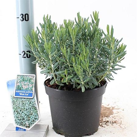 Andromeda polifolia 'Blue Ice' Pot 2 Liter 20 - 30 cm