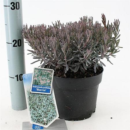 Andromeda polifolia 'Blue Ice' Pot 2 Liter 20 - 30 cm