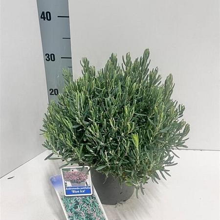 Andromeda polifolia 'Blue Ice' Pot 2 Liter 20 - 30 cm