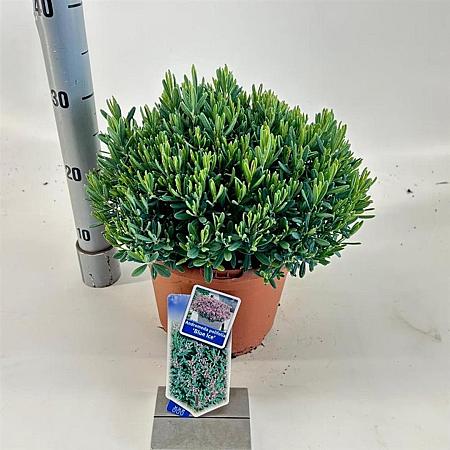Andromeda polifolia 'Blue Ice' Pot 5 liter 25-30cm