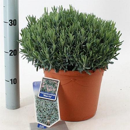 Andromeda polifolia 'Blue Ice' Pot 5 liter 25-30cm