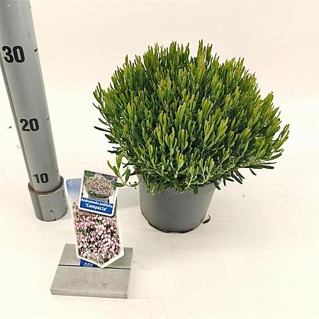 Andromeda polifolia 'Compacta' Pot 2 Liter 20 - 30 cm