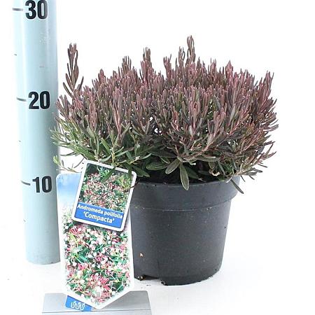Andromeda polifolia 'Compacta' Pot 2 Liter 20 - 30 cm