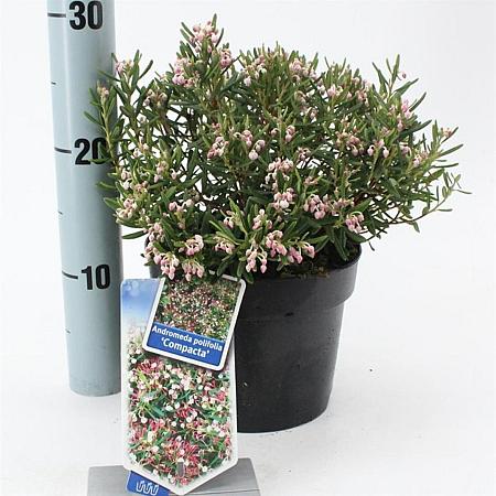 Andromeda polifolia 'Compacta' Pot 2 Liter 20 - 30 cm