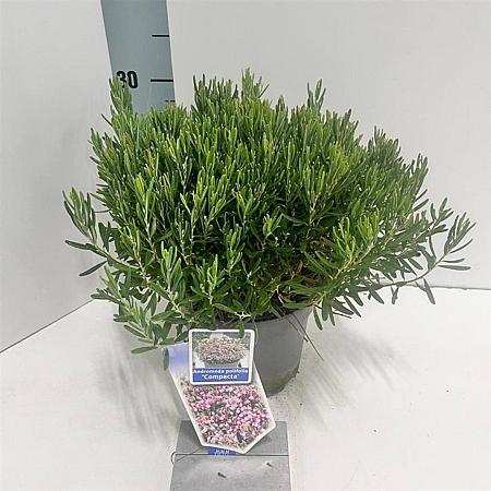 Andromeda polifolia 'Compacta' Pot 2 Liter 20 - 30 cm