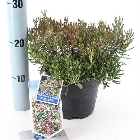 Andromeda polifolia 'Compacta' Pot 2 Liter 20 - 30 cm