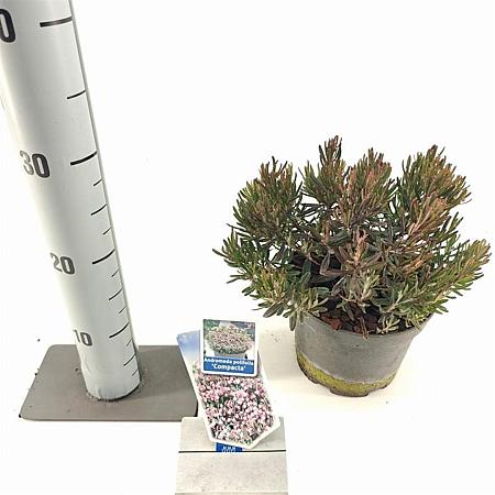 Andromeda polifolia 'Compacta' Pot 5 liter 25-30cm