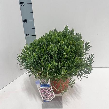 Andromeda polifolia 'Compacta' Pot 5 liter 25-30cm