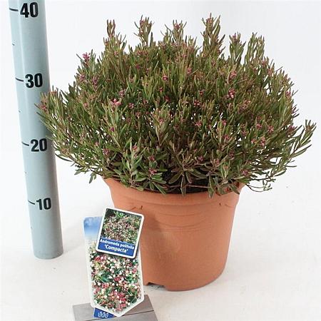 Andromeda polifolia 'Compacta' Pot 5 liter 25-30cm