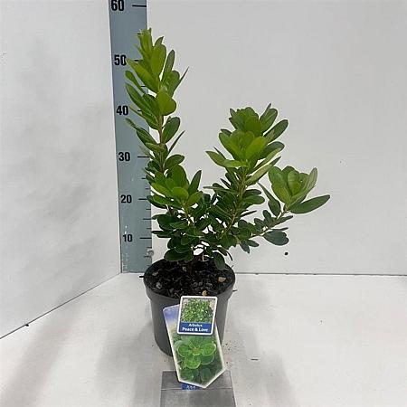 Arbutus unedo Peace & Love Pot 2 Liter 20 - 30 cm