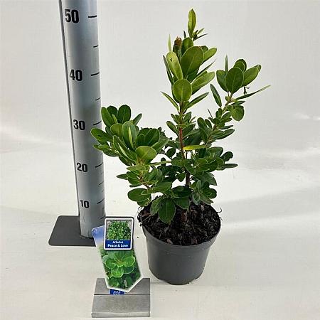 Arbutus unedo Peace & Love Pot 2 Liter 20 - 30 cm