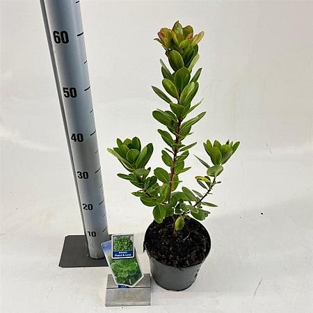 Arbutus unedo Peace & Love Pot 2 Liter 20 - 30 cm