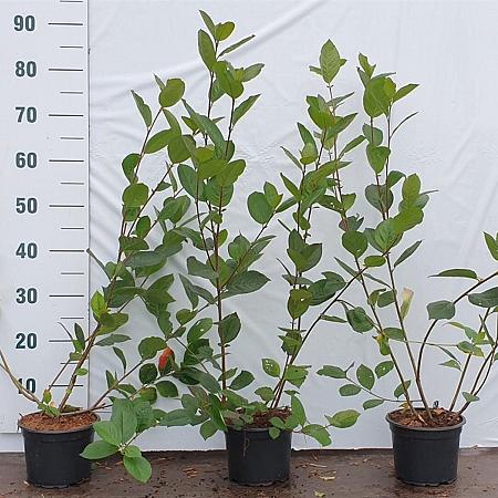 Aronia melanocarpa Pot 2 Liter60 - 80 cm