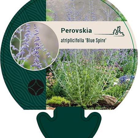 Perovskia atripl. 'Blue Spire' Pot 9 cm