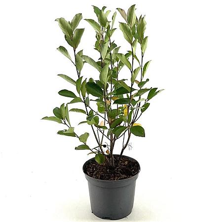 Aronia melanocarpa 'Autumn Magic' Pot 3 Liter 40 - 50 cm