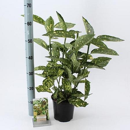 Aucuba jap. 'Crotonifolia' Pot 2 Liter30 - 40 cm