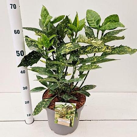 Aucuba jap. 'Crotonifolia' Pot 7,5 Liter 40 - 50 cm