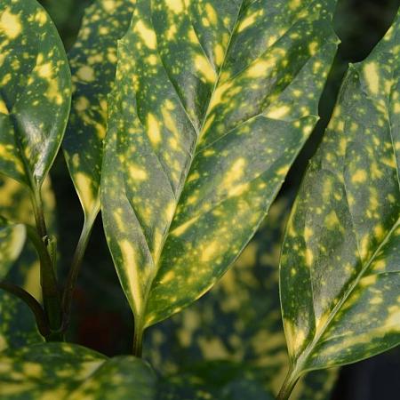 Aucuba jap. 'Crotonifolia' Pot 7,5 Liter 40 - 50 cm