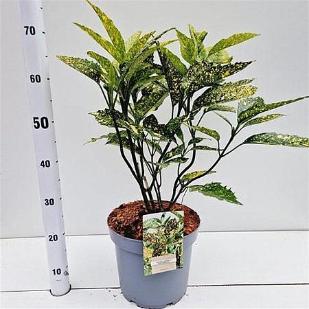 Aucuba jap. 'Crotonifolia' Pot 7,5 Liter 40 - 50 cm