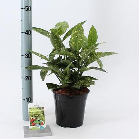Aucuba jap. 'Variegata' Pot 2 Liter30 - 40 cm