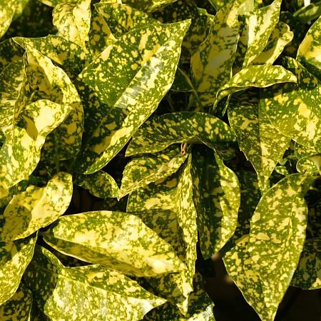 Aucuba jap. 'Variegata' Pot 2 Liter30 - 40 cm