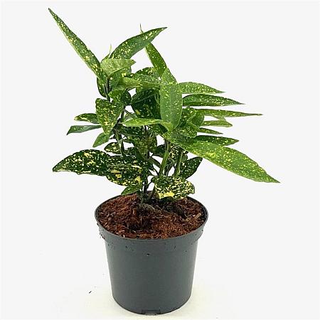 Aucuba jap. 'Variegata' Pot 3 Liter 30 - 40 cm