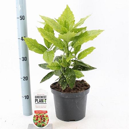 Aucuba jap. 'Variegata' Pot 3 Liter 30 - 40 cm